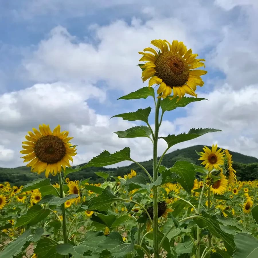 경주 해바라기 꽃밭, 2026년 방문 전 꼭 알아야 할 꿀팁 5가지