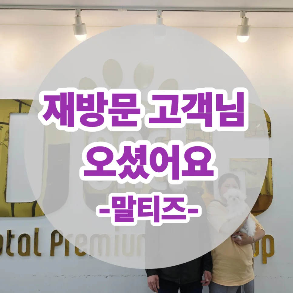 세종 강아지 분양: 말티푸 하늘이 동생 말티즈 하루 입양 후기 2026