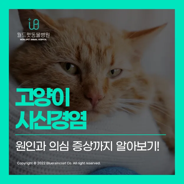 고양이 시신경염 증상과 원인: 2026년 최신 정보 총정리