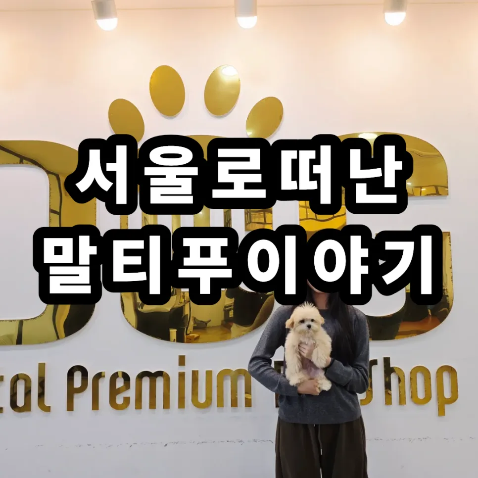 말티푸 분양, 서울 가족과의 특별한 인연 2026년 후기