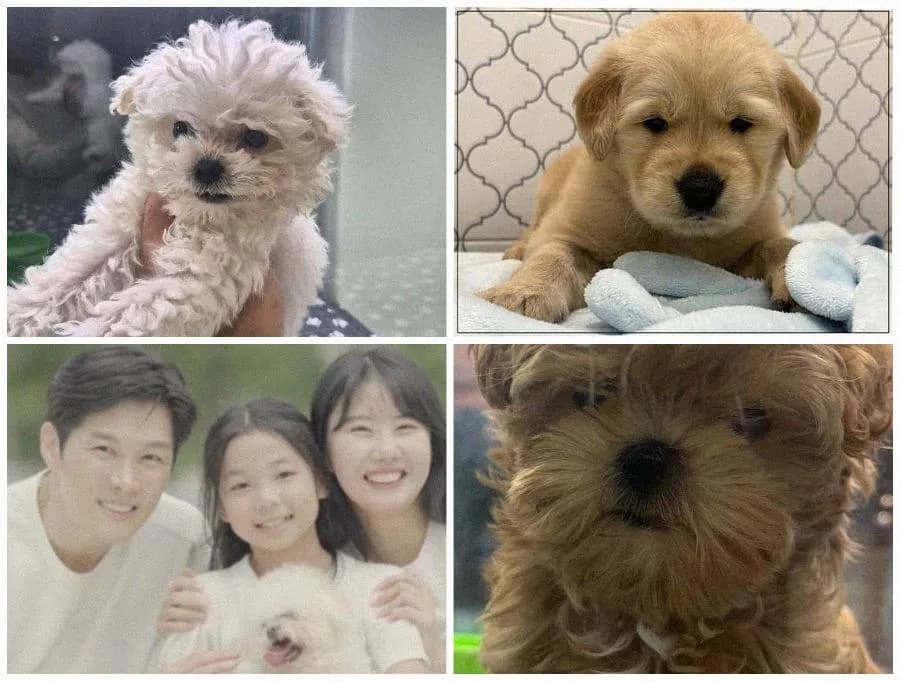 서울 강아지 분양, 2026년 우리 집 새 가족 찾는 완벽 가이드