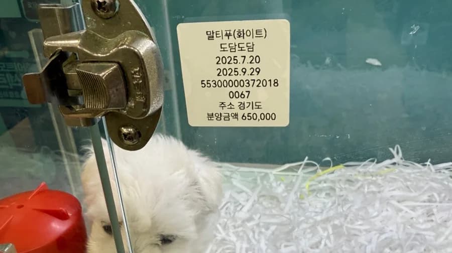 화이트 말티푸 분양: 2026년 부산에서 만나는 '앤' 공주님 특별 할인