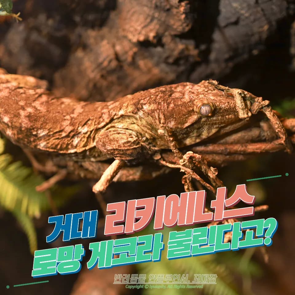 리키에너스 게코 분양 가격 및 사육장 세팅 2026년 총정리