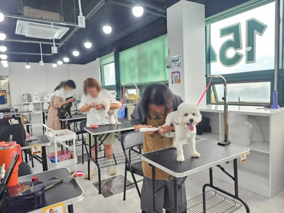 애견미용 장학지원금 2026년 최신 변동 사항 및 신청 방법 총정리