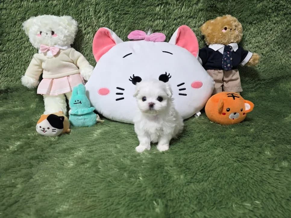 광주 애견샵 펫왕국, 반려견 분양 2026년 완벽 가이드