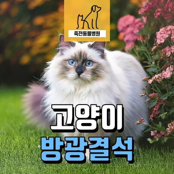 고양이 혈뇨, 마취 없이 검사 가능한가요? 2026년 최신 정보