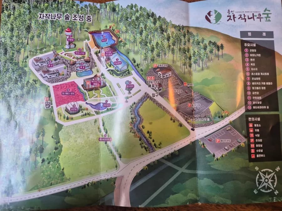 용인 자작나무 숲 2026: 봄꽃과 피톤치드 만끽하는 힐링 여행 코스