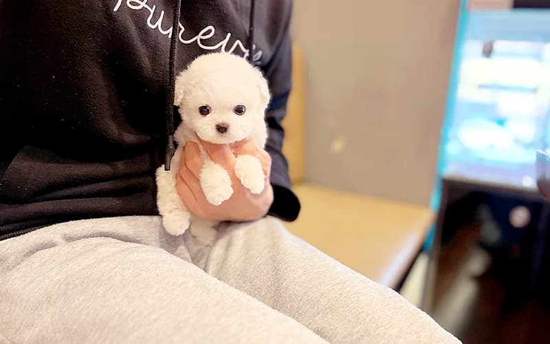 역삼동 강아지 분양 2026: 후회 없는 선택 위한 꿀팁 3가지