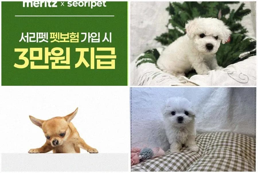 서울 강아지 분양, 똑똑하게 선택하는 법 (2026년 최신)
