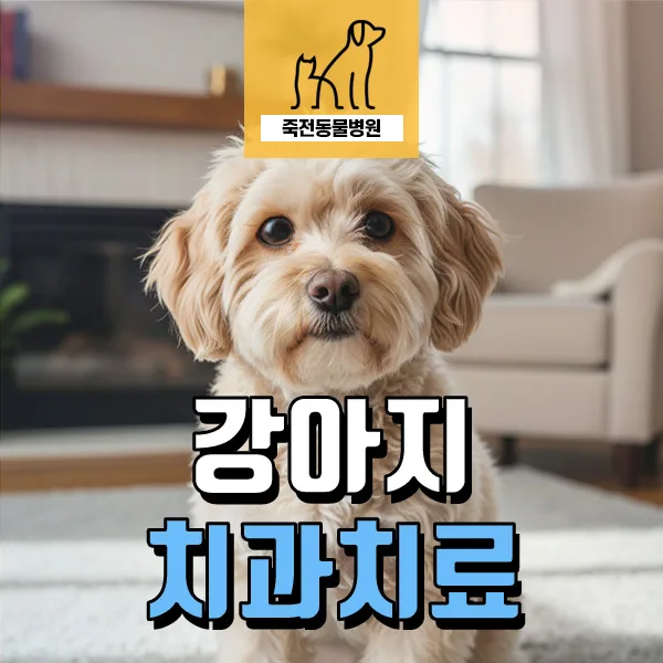 강아지 입 냄새와 잇몸 출혈, 치과 치료로 해결하는 법 2026
