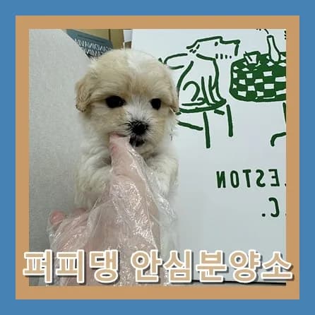 평택 말티푸 분양 2026: 책임감 있는 입양 가이드