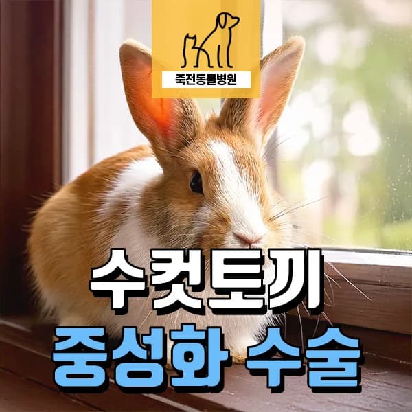 수컷 토끼 중성화, 2026년 이점과 주의사항 완벽 정리
