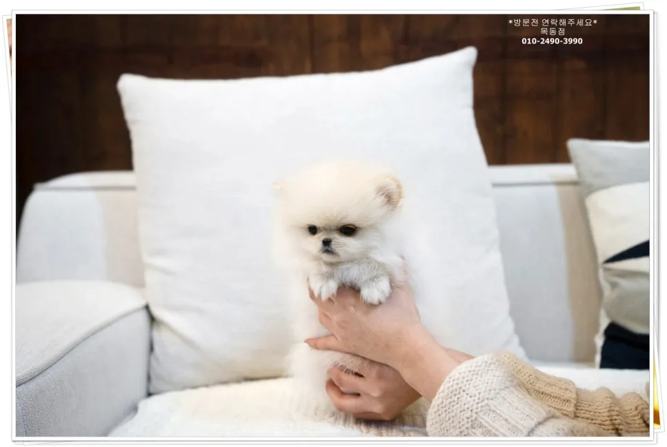 강아지 무료 분양 2026: 건강한 반려견 찾는 법과 주의사항
