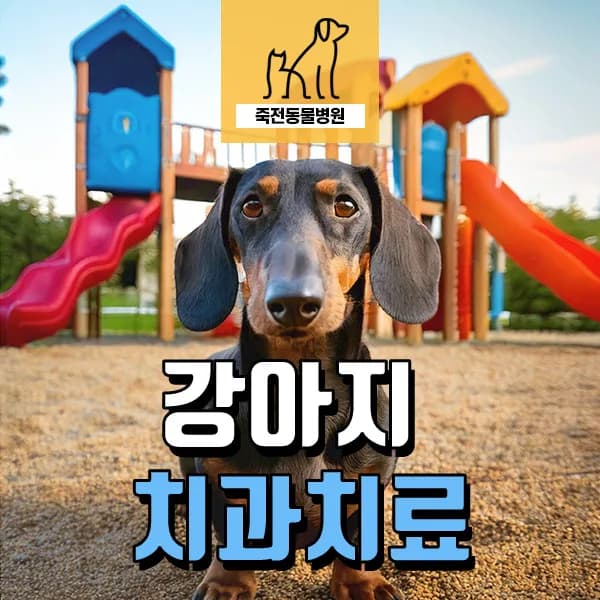 강아지 치근농양 원인과 증상: 스케일링 중 발견된 사례 2026