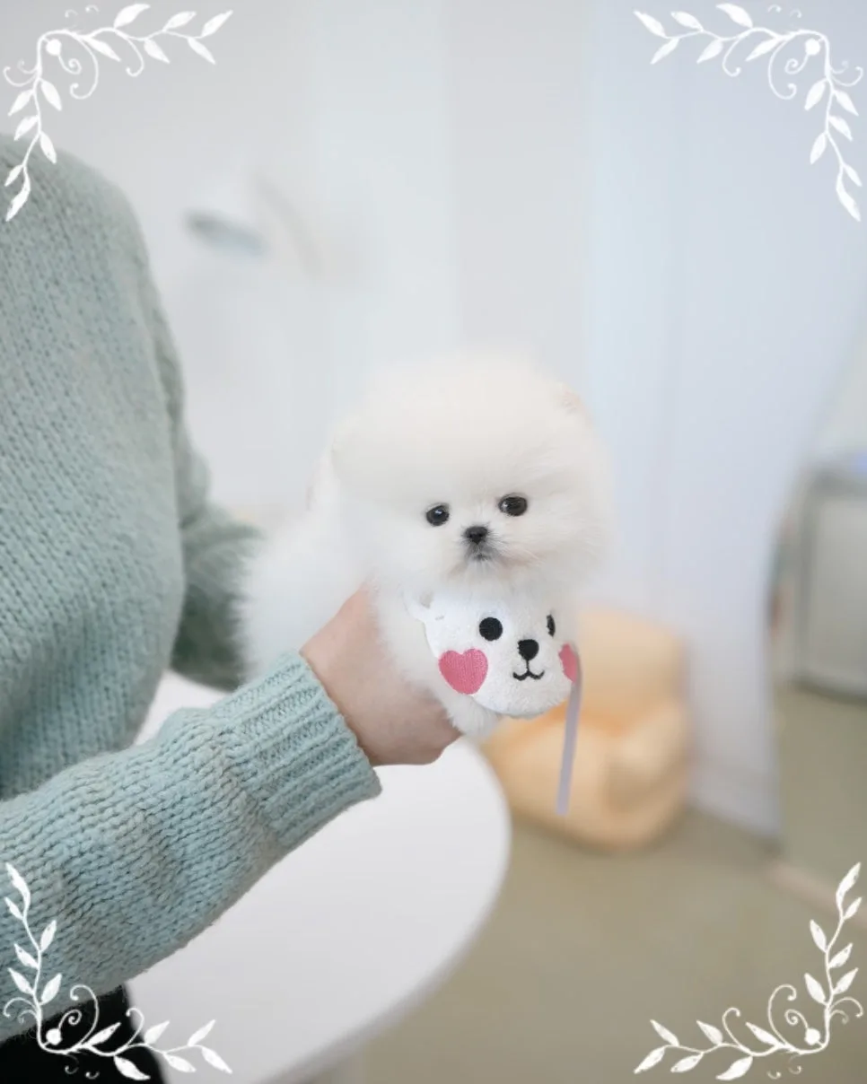 포메라니안 분양 2026: 건강한 반려견 찾는 5가지 기준