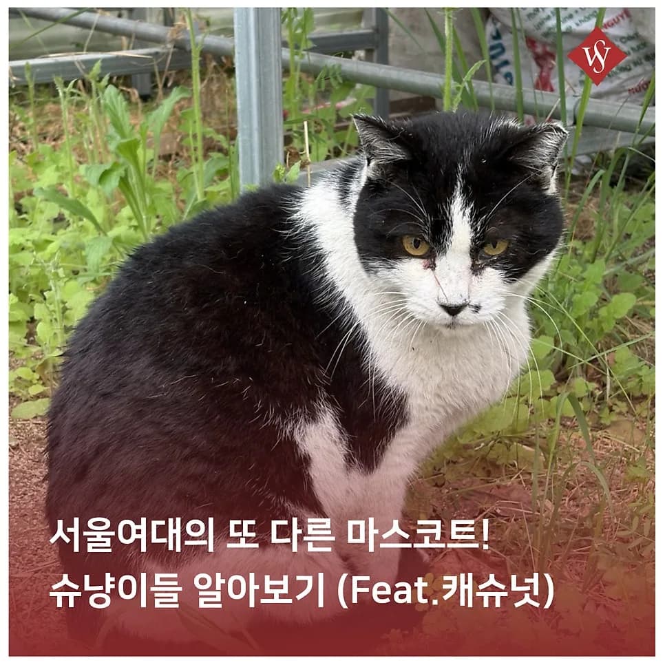 서울여대 슈냥이와 캐슈넛 동아리 이야기 2026