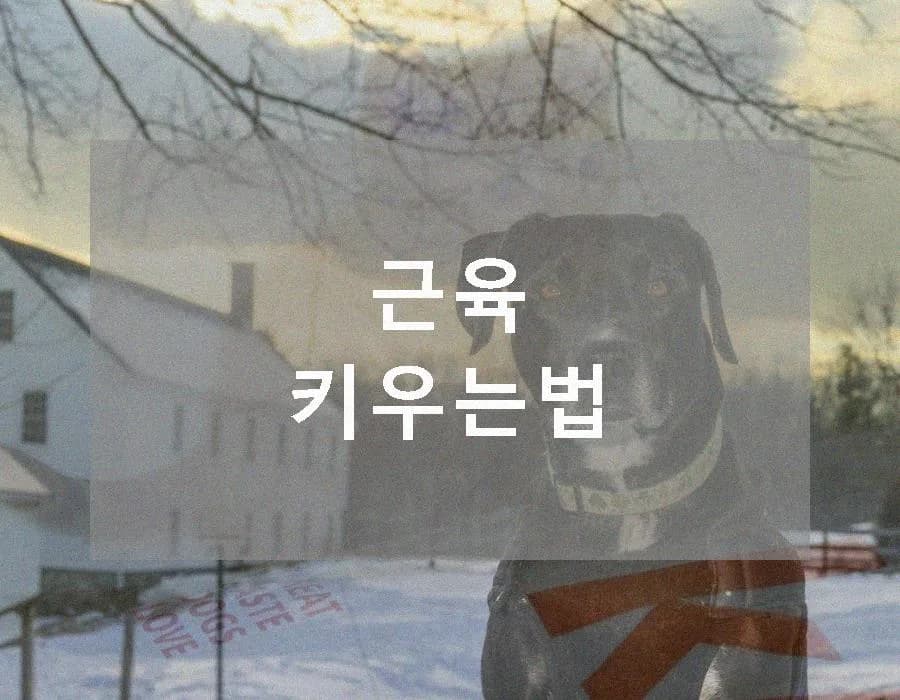 2026년 근육 성장 비결: 효과적인 근육 키우는법 총정리