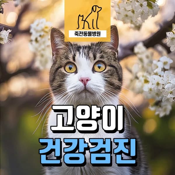 11살 고양이 기관지 섬유화, 심장 문제 조기 진단 방법 2026