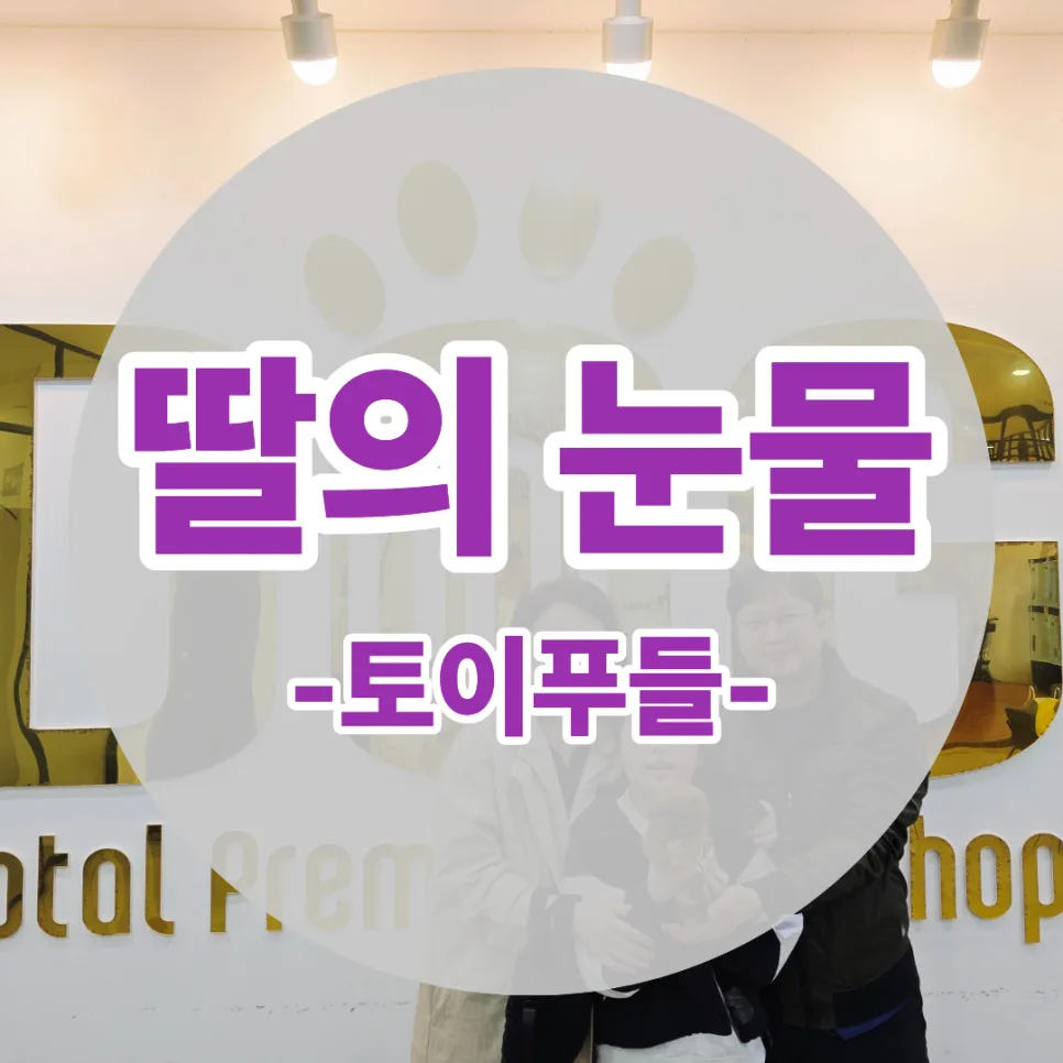 세종 토이푸들 분양 2026: 외동딸의 눈물, 새 가족 맞이 후기