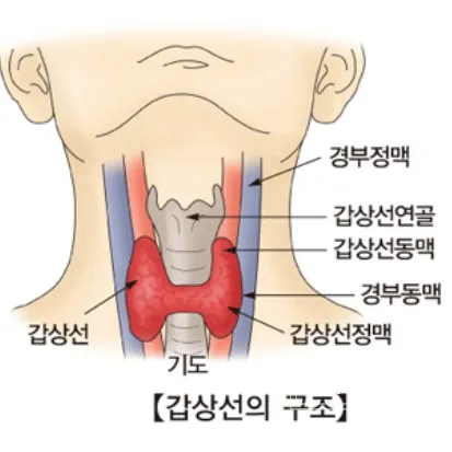 갑상선 T4→T3 전환율 높이는 식단과 영양소 2026