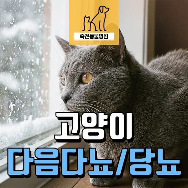 고양이 다음 다뇨, 당뇨병 초기 증상과 관리법 2026