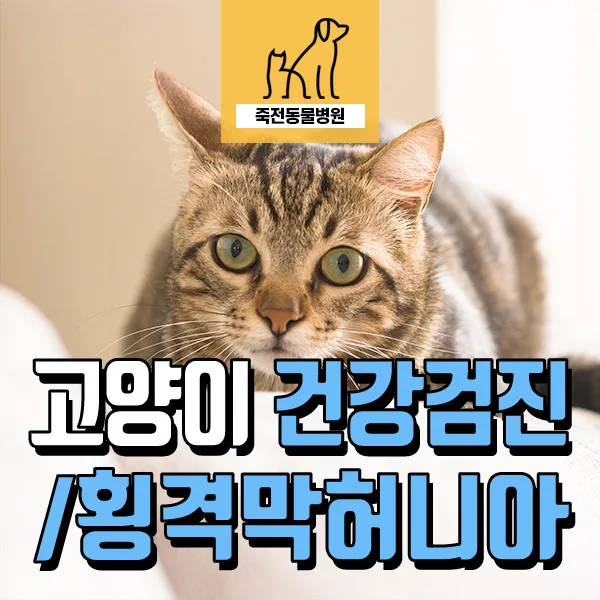 고양이 횡격막 허니아 2026: 11세 반 고양이 구토 원인과 진단법