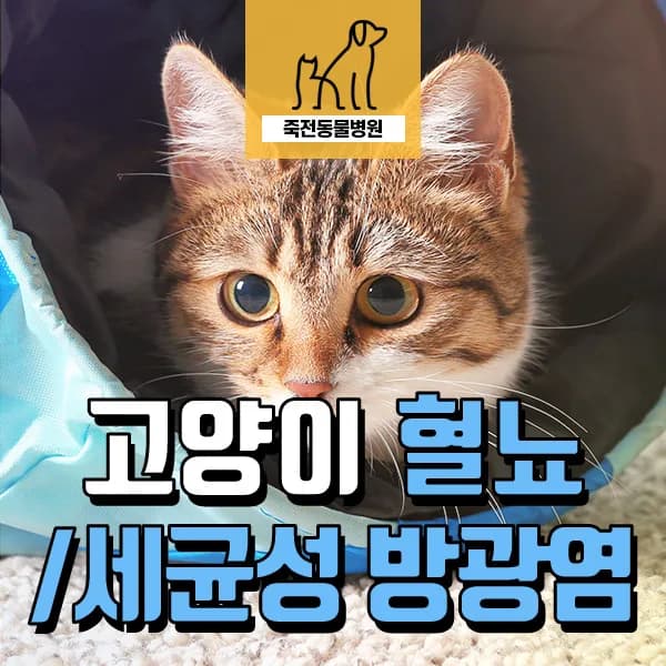 고양이 세균성 방광염 치료법 2026: 혈뇨, 빈뇨 증상 원인과 해결책