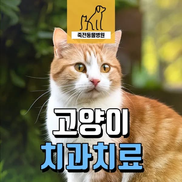 고양이 송곳니 골절 원인과 치아흡수병변 치료 2026년 총정리