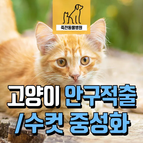 구조 고양이 안구 적출 및 중성화 수술: 전문가가 정리한 2026년 필수 정보