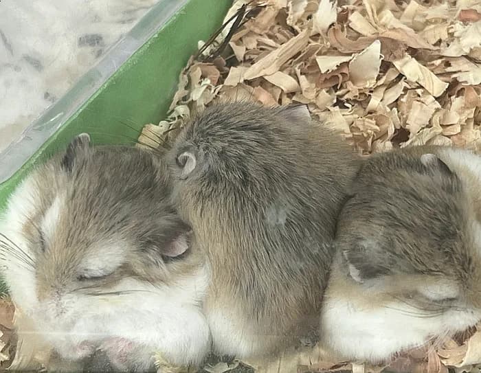 Roborovski Hamster Care Guide 2026: Lifespan & Diet