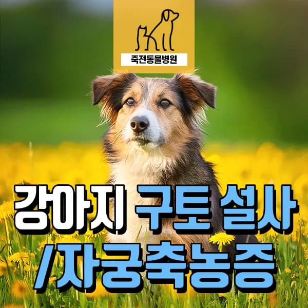 암컷 강아지 자궁축농증 증상과 응급 수술 후기 2026