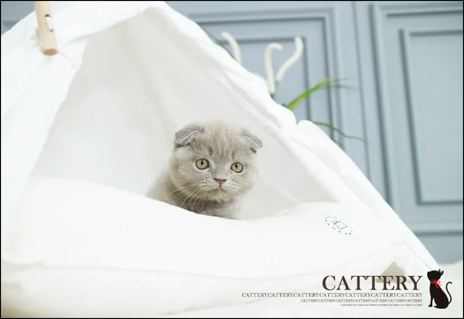 Scottish Fold Kittens for Sale 2026: Price & Care Guide