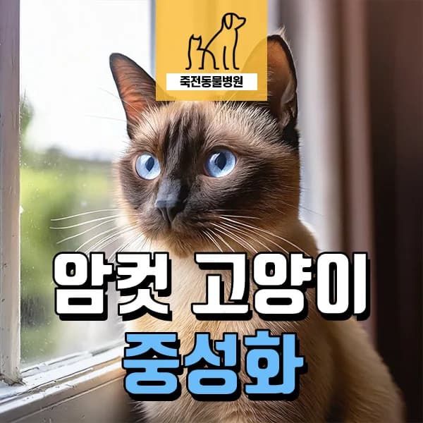 암컷 고양이 중성화, 넥 카라 없이 회복하는 방법 2026