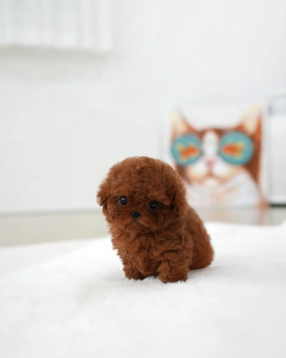 Aloha Pup & Co. Puppy Adoption in Gyeonggi-do 2026