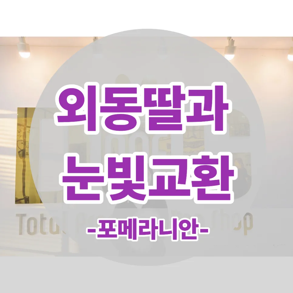 세종 강아지 분양: 외동딸과 포메라니안, 첫눈에 반한 반려견 이야기 2026