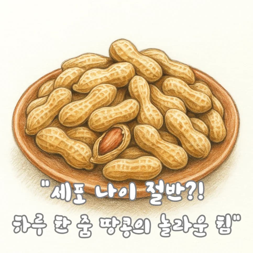땅콩 섭취, 세포 노화 절반 줄이는 비결 2026년 총정리