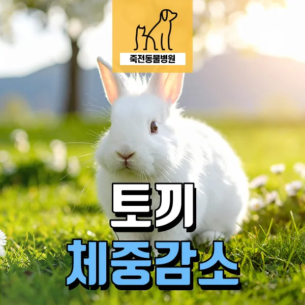 토끼 밥 안 먹는 이유 2026: 건초 변경 후 체중 감소 해결법