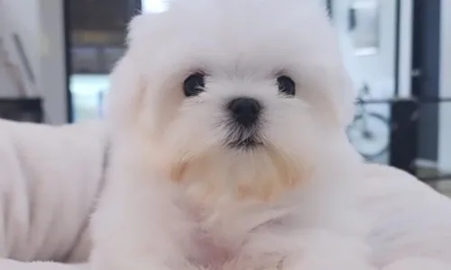 세종시 말티즈 분양 2026: 왕자님 성장 과정과 입양 조건