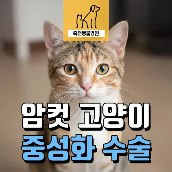 암컷 고양이 중성화 수술, 넥 카라 없이 회복하는 방법 2026