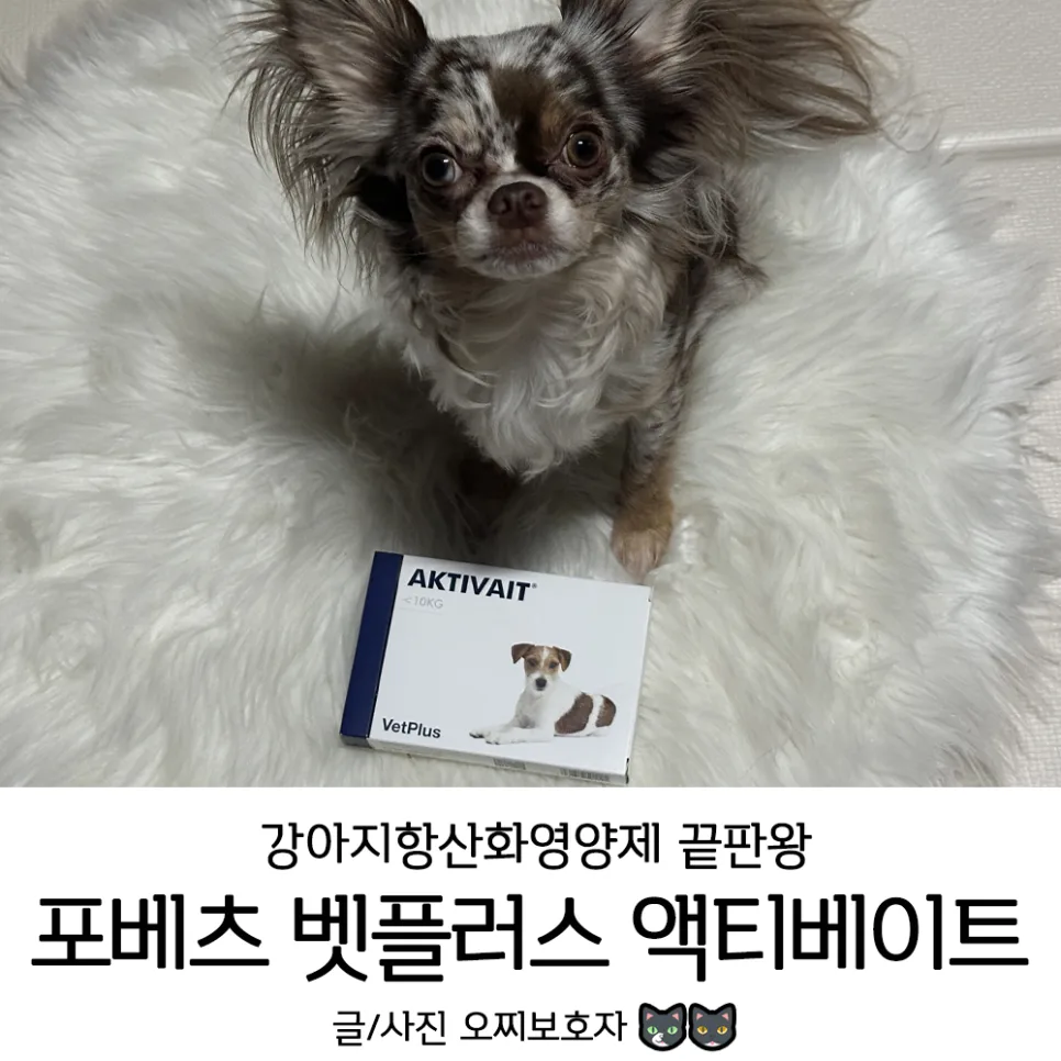 강아지 항산화 영양제 액티베이트, 2026년 급여 가이드 및 효과 총정리