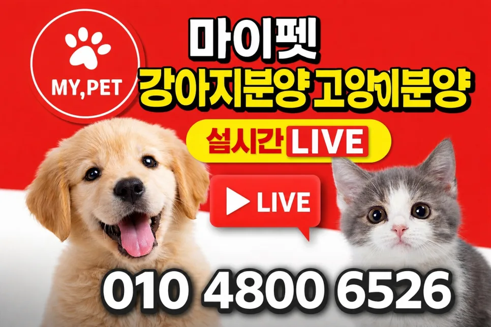경산 강아지 분양 2026: 치와와 입양 전 꼭 알아야 할 5가지