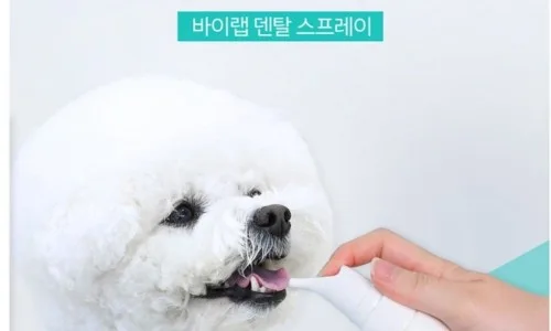 2026년 펫보험 핵심 용어 완벽 해부: 가입 전 필수 체크리스트