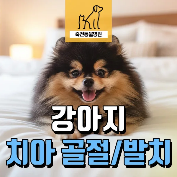 4살 강아지 치아 골절 발치: 건강검진 필수 이유 2026