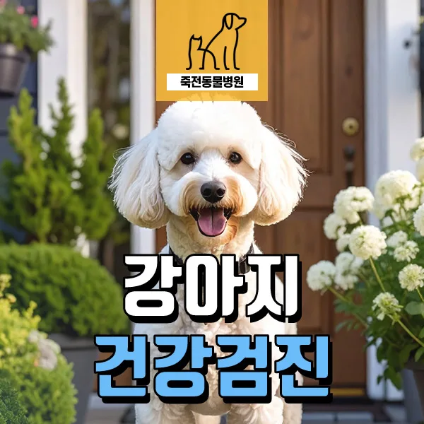 강아지 기침 원인 2026: 노령견 푸들 사례로 알아보는 질환별 진단법