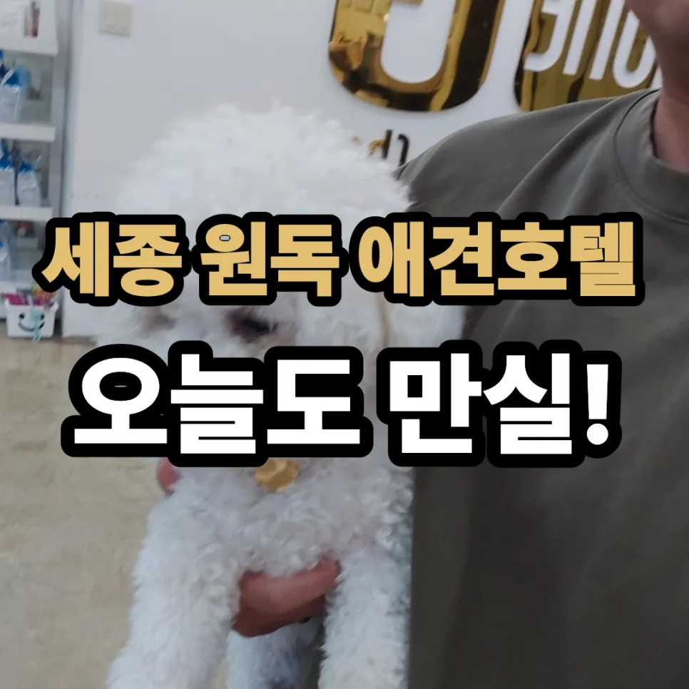 세종 애견호텔 2026: 반려견 맞춤 케어 & 사회성 발달 완벽 가이드