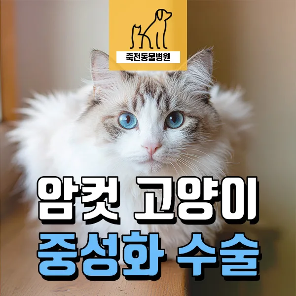 암컷 고양이 중성화, 최적 시기와 장점은? 2026년 최신 정보