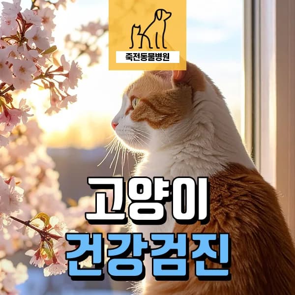 10살 고양이 신장 위축 조기 발견? 건강검진 필수 팁 2026