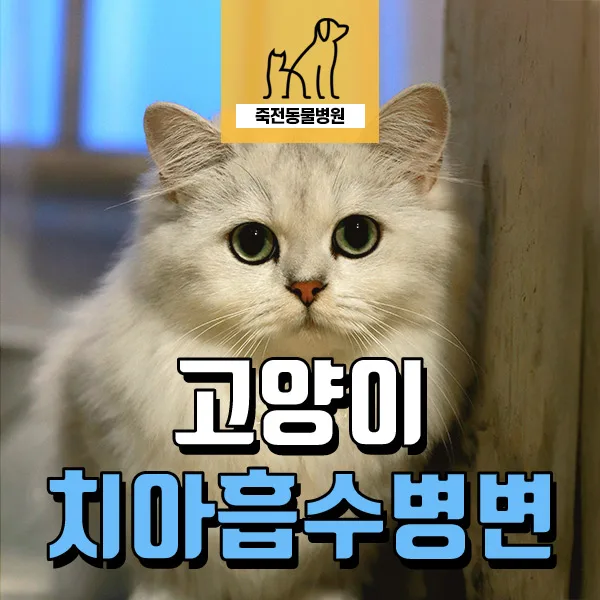 고양이 치아흡수병변 발치 2026: 심장·신장 질환묘 안전하게 치료하는 법