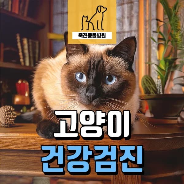 13세 노령묘 신장 결석·위축 조기 발견법 2026