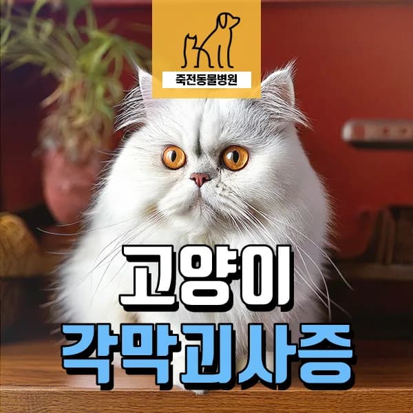 고양이 각막괴사증 수술, 조기 발견과 치료의 중요성 2026